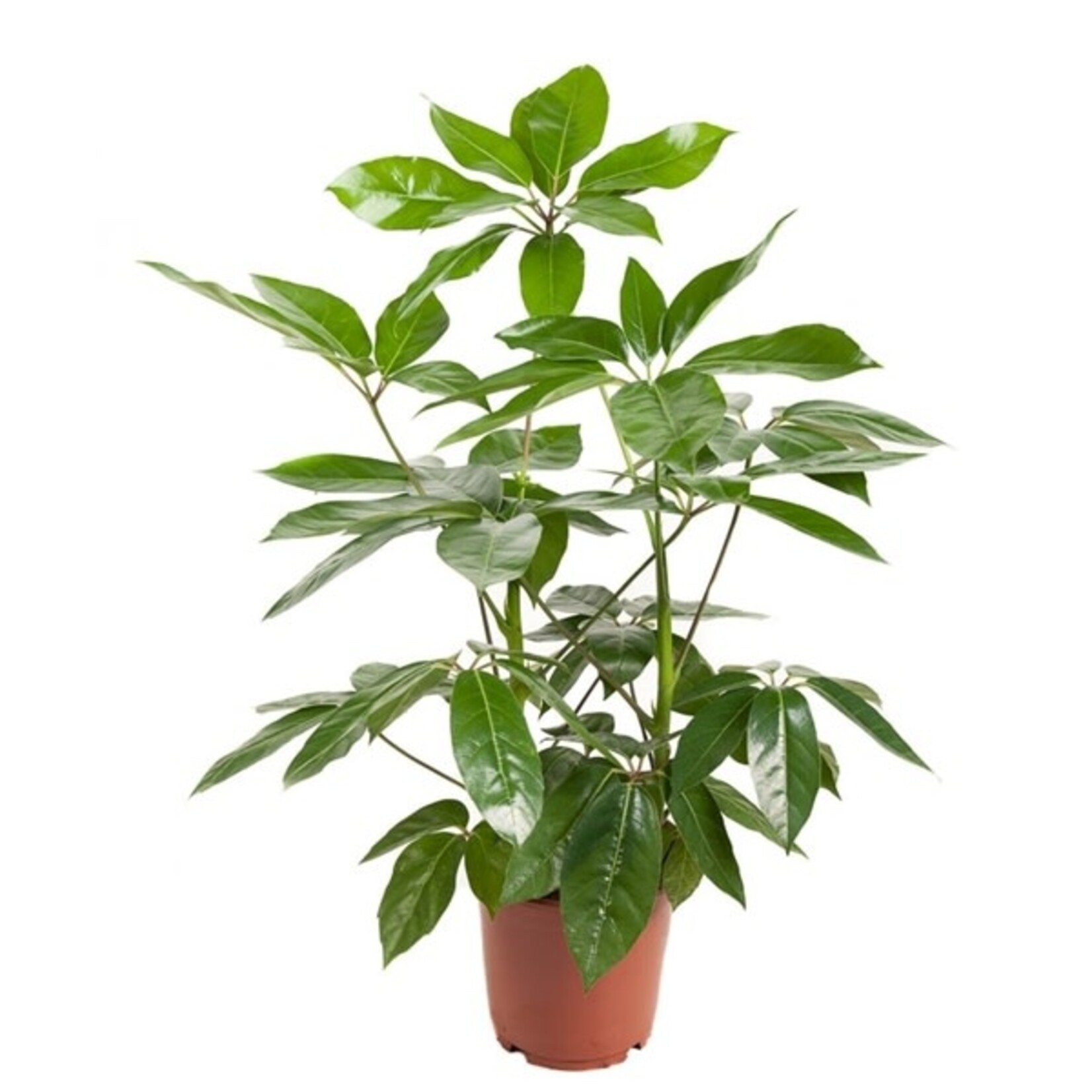 Planten Schefflera amate - Ø24