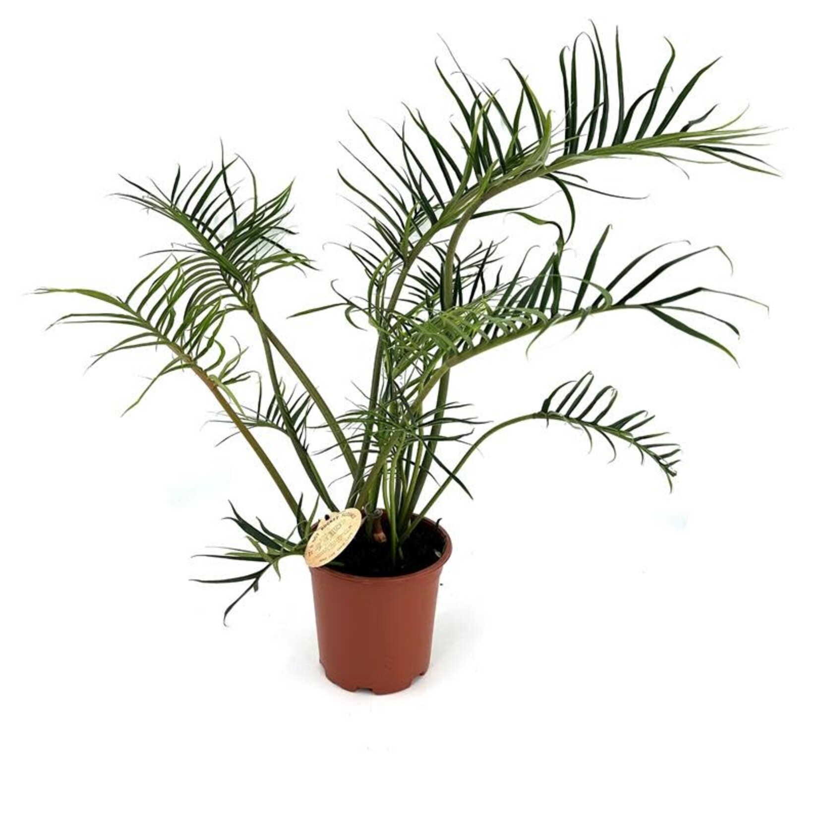 Planten Philodendron tortum - Ø19