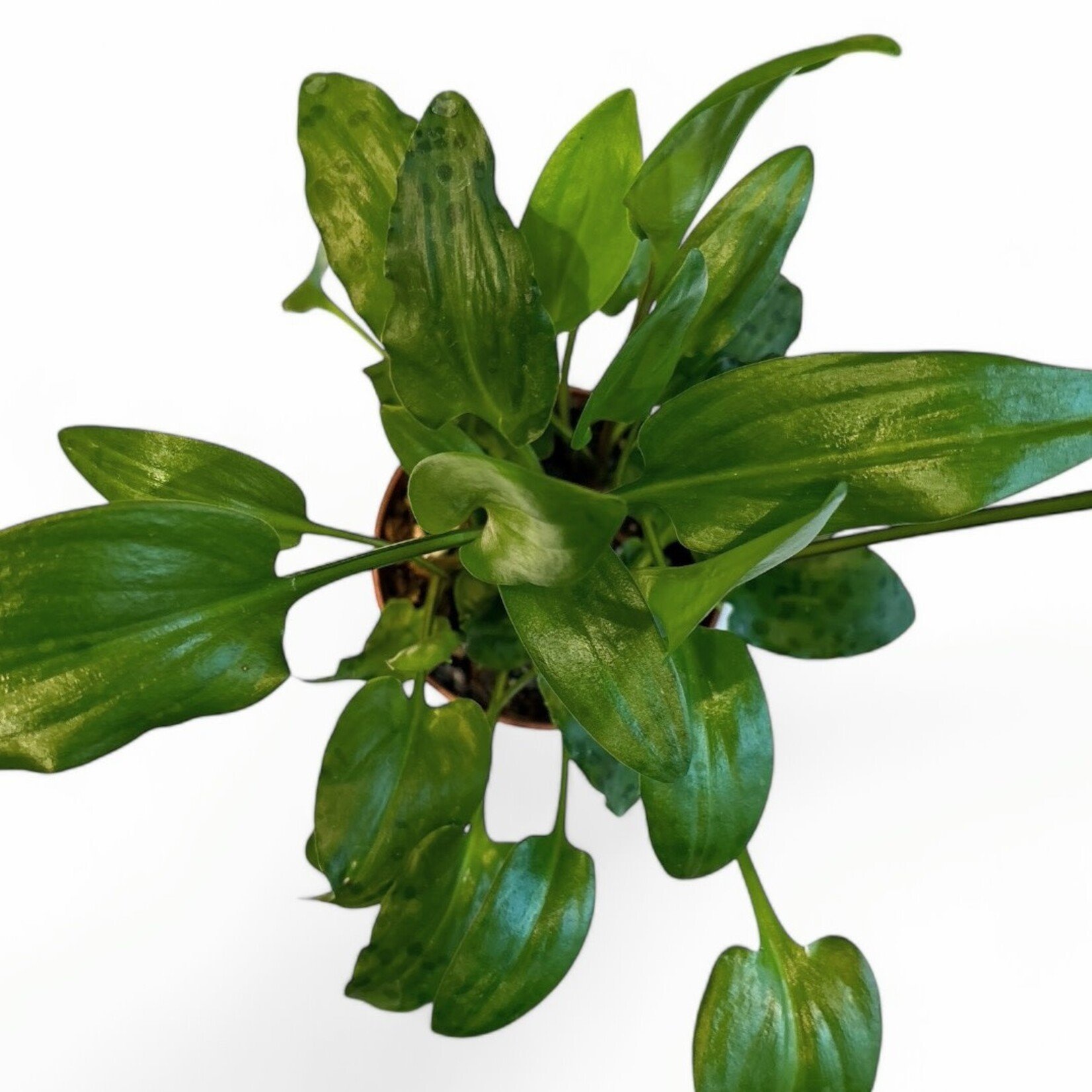 Planten Bio drimmia maculata - Ø10