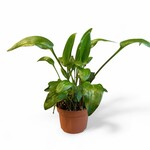 Planten Bio drimmia maculata - Ø10