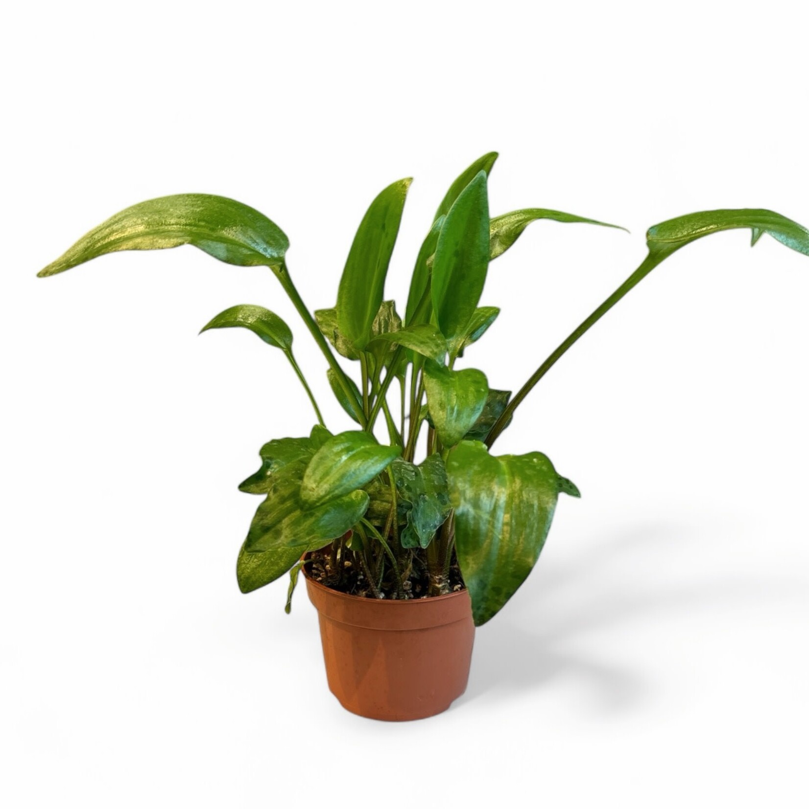 Planten Bio drimmia maculata - Ø10