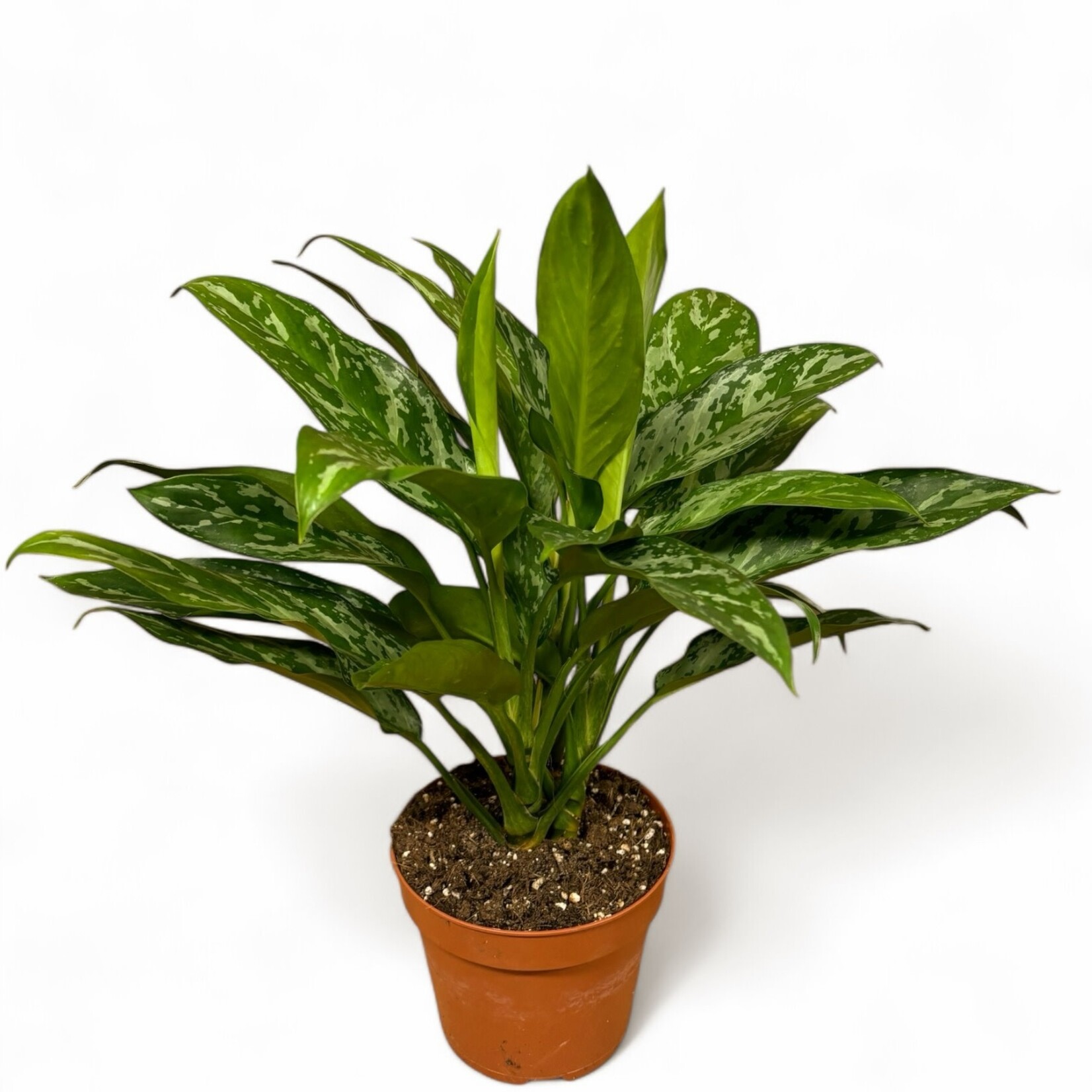 Planten Aglaonema green lady - Ø17