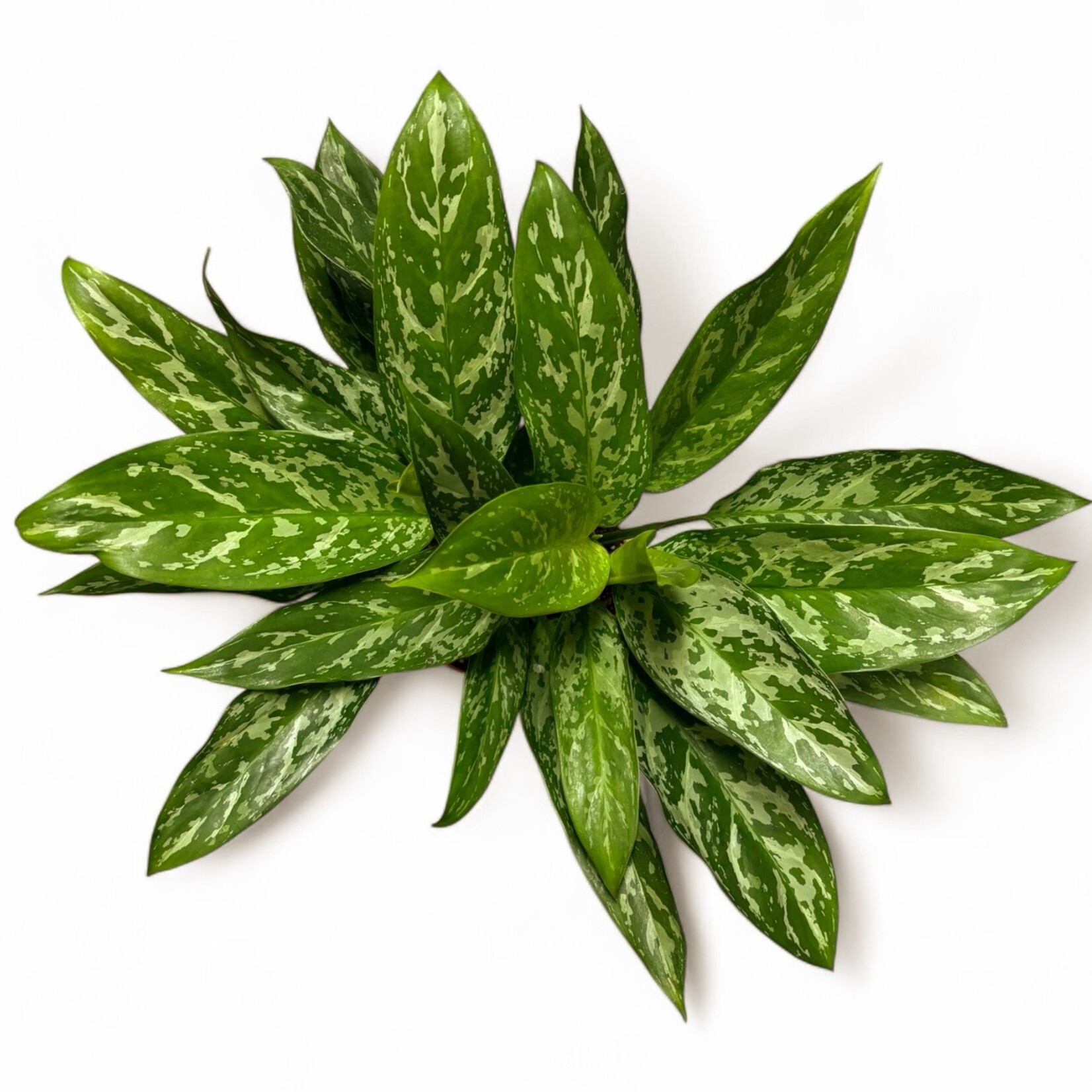 Planten Aglaonema green lady - Ø17