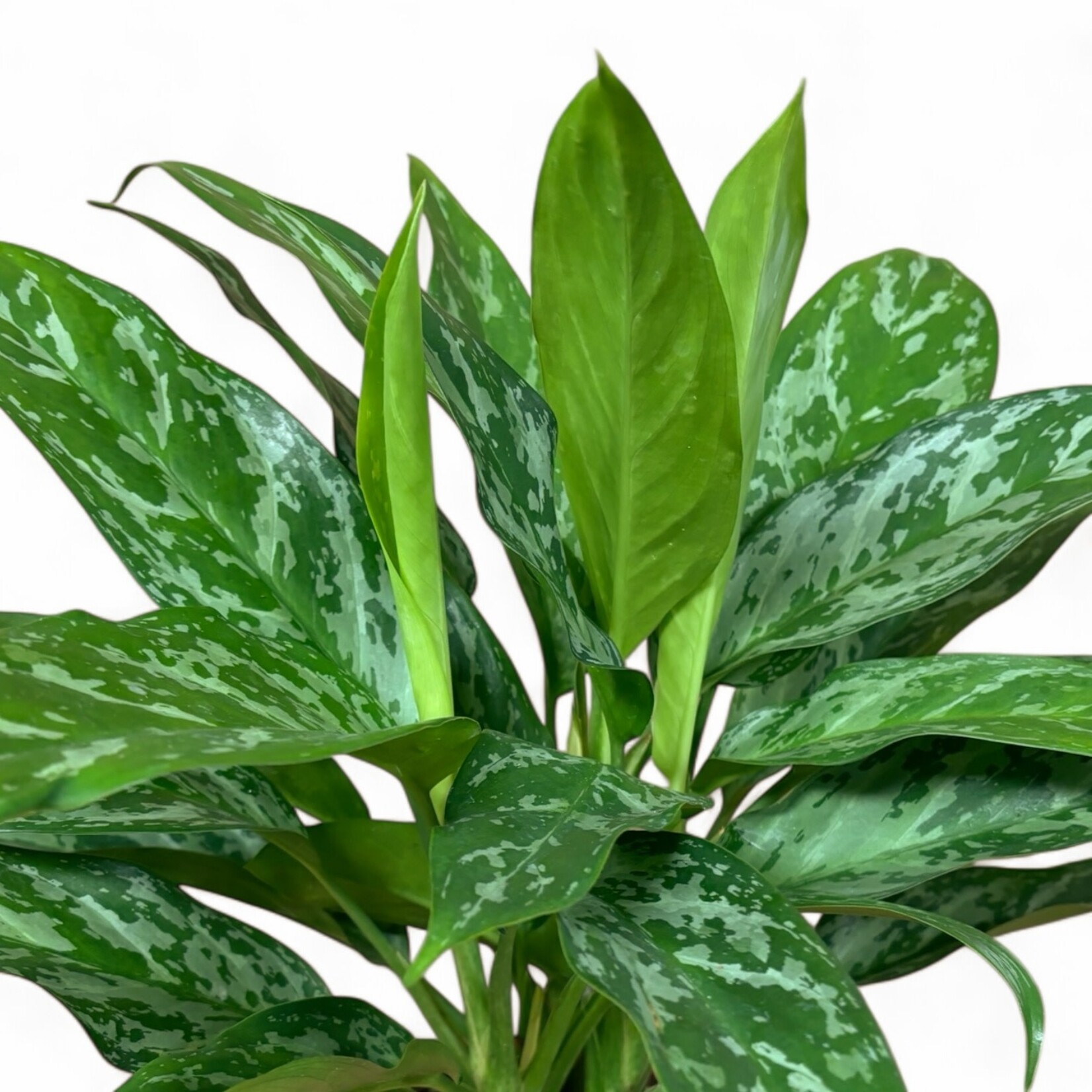 Planten Aglaonema green lady - Ø17