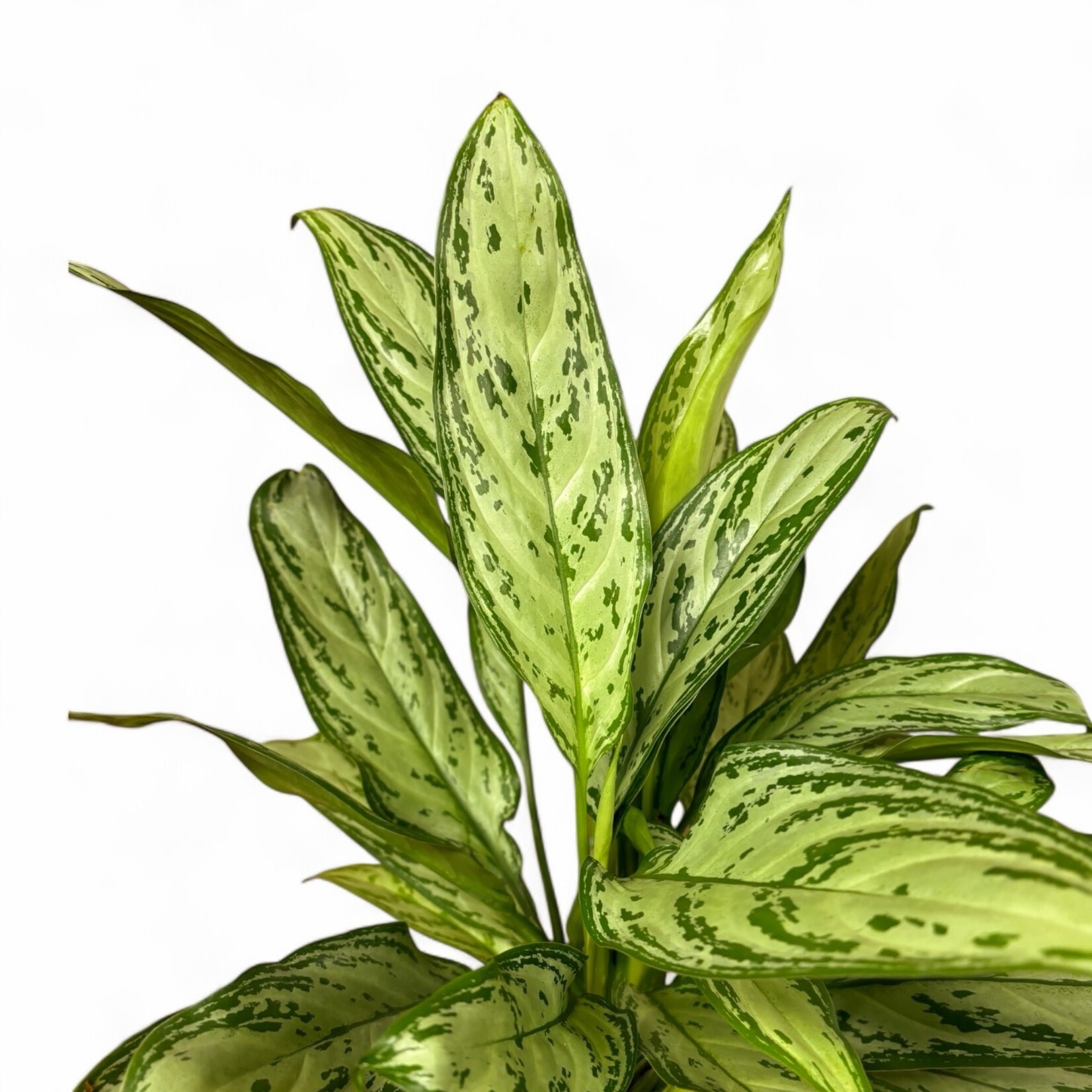 Planten Aglaonema silver queen - Ø17