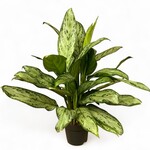 Planten Aglaonema silver queen - Ø17