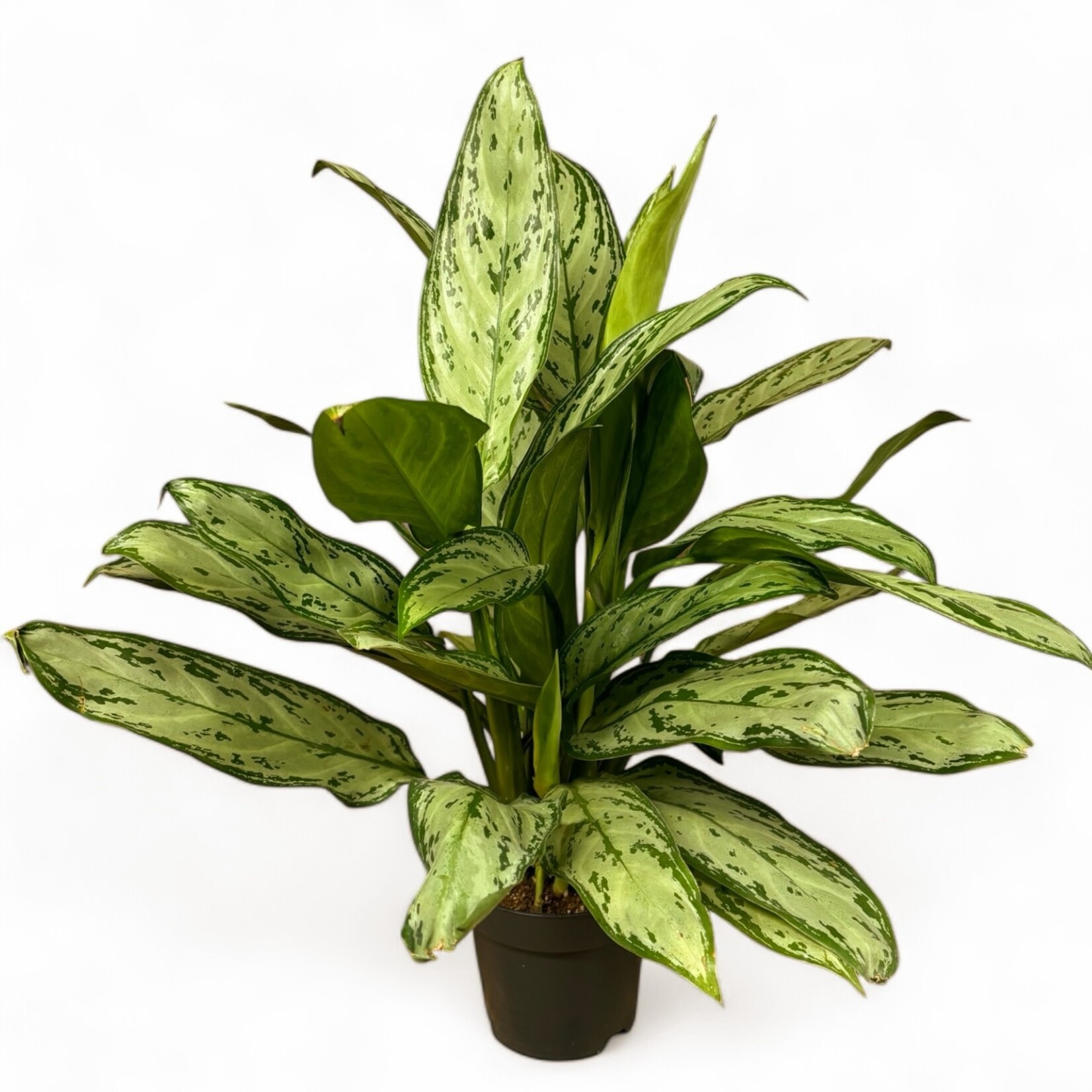 Planten Aglaonema silver queen - Ø17