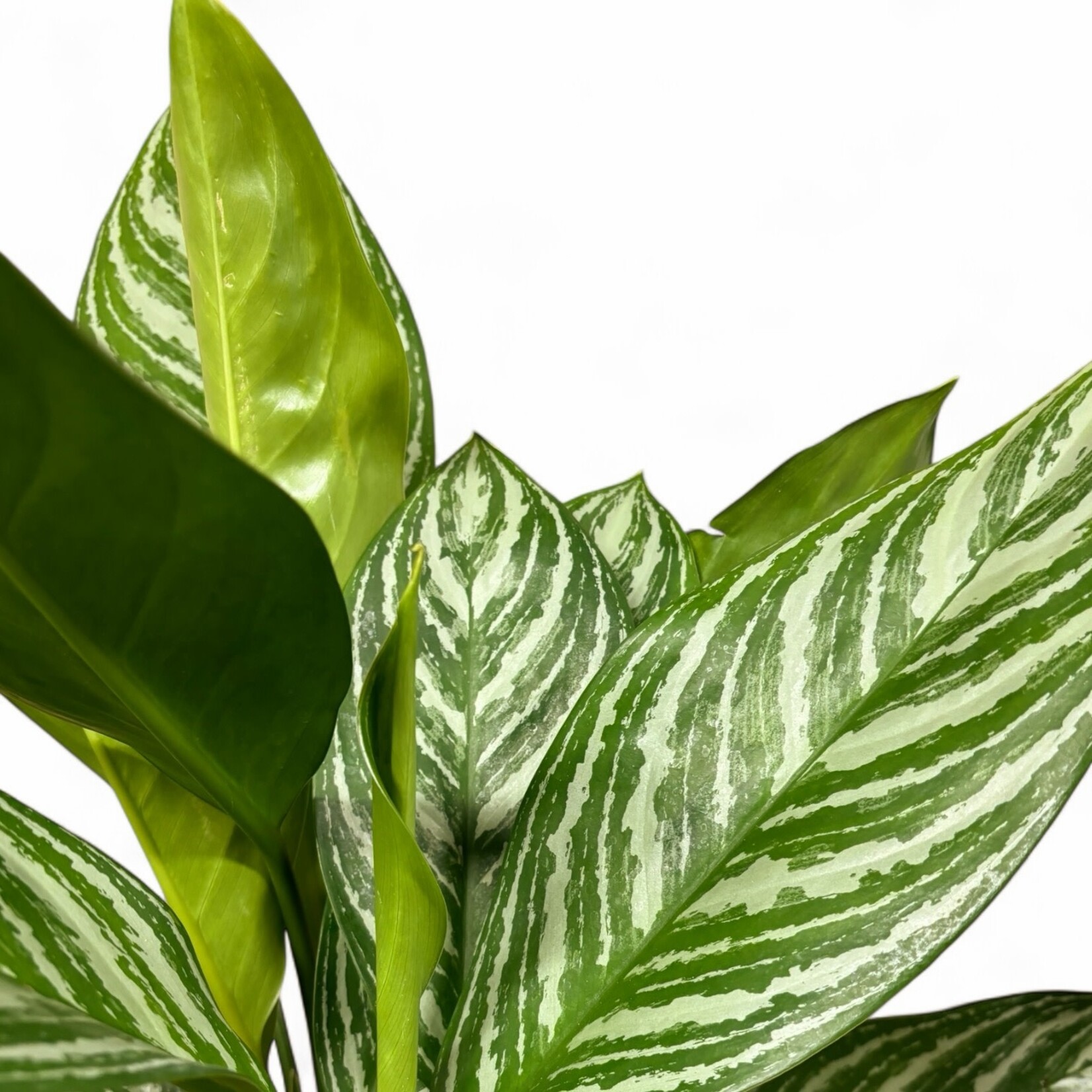 Planten Aglaonema stripes - Ø17