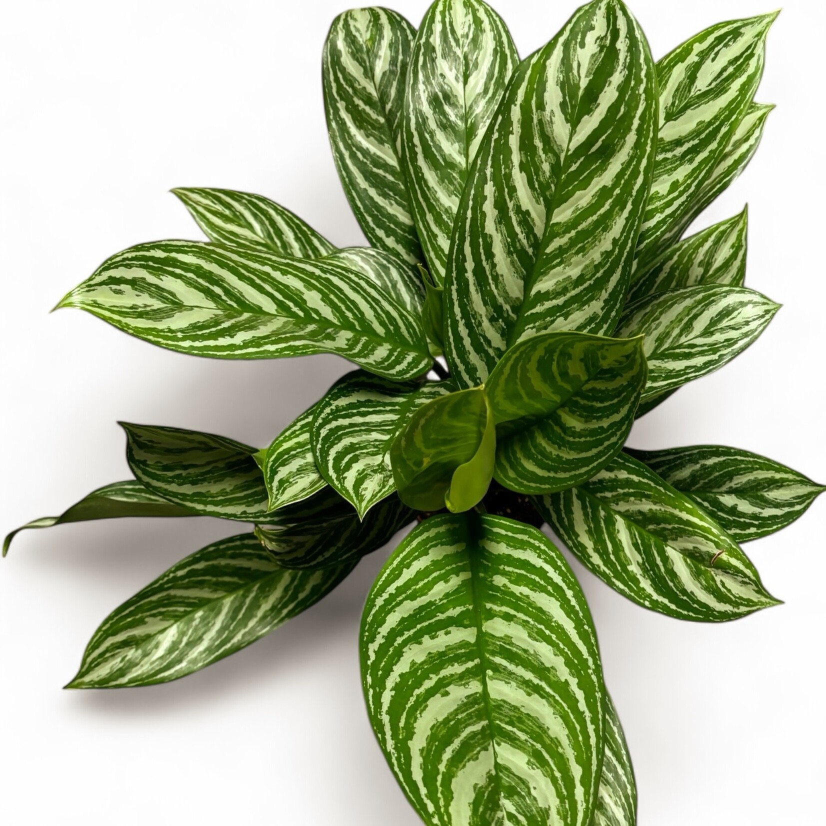 Planten Aglaonema stripes - Ø17