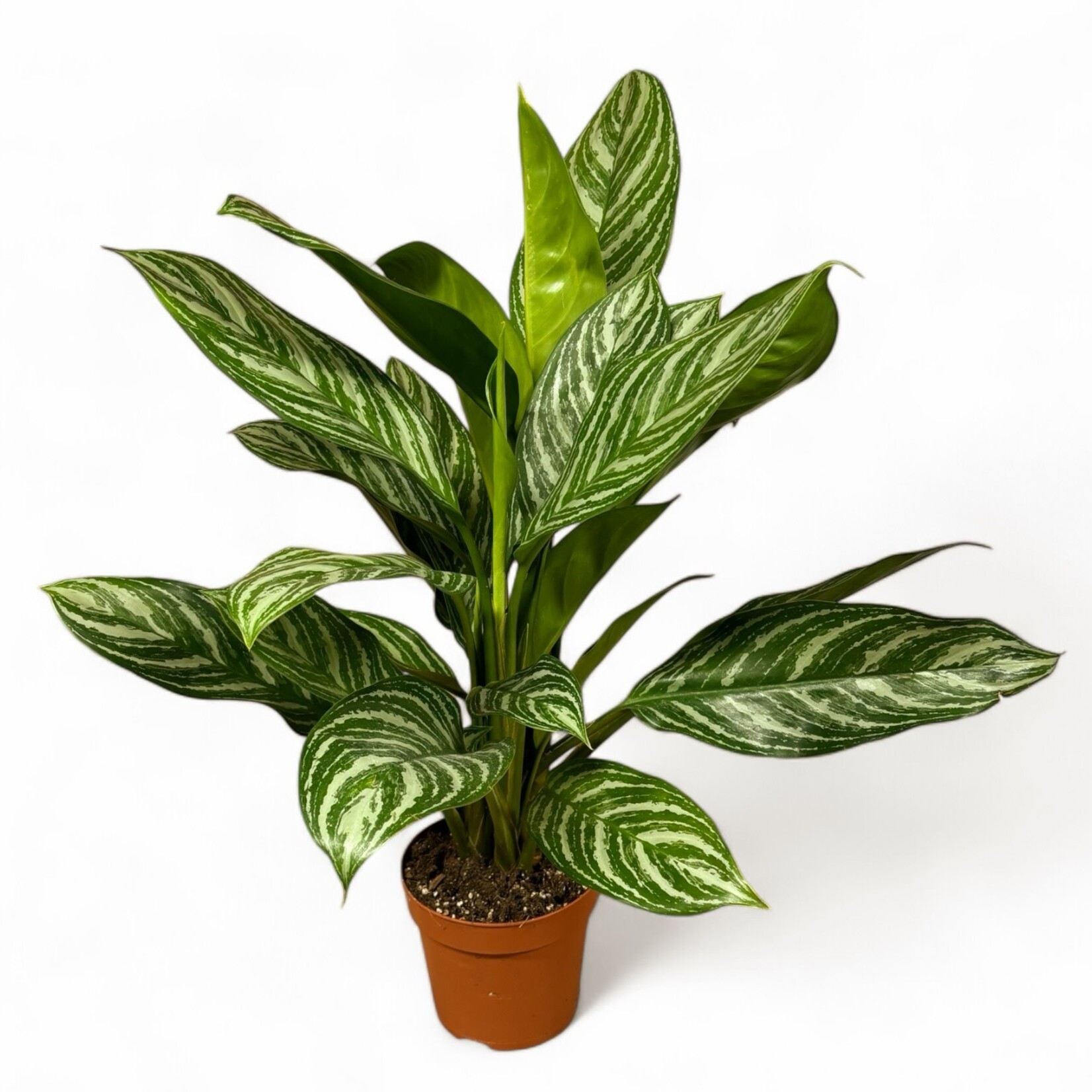 Planten Aglaonema stripes - Ø17