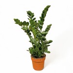 Planten Zamioculcas zamiifolia midori - Ø19