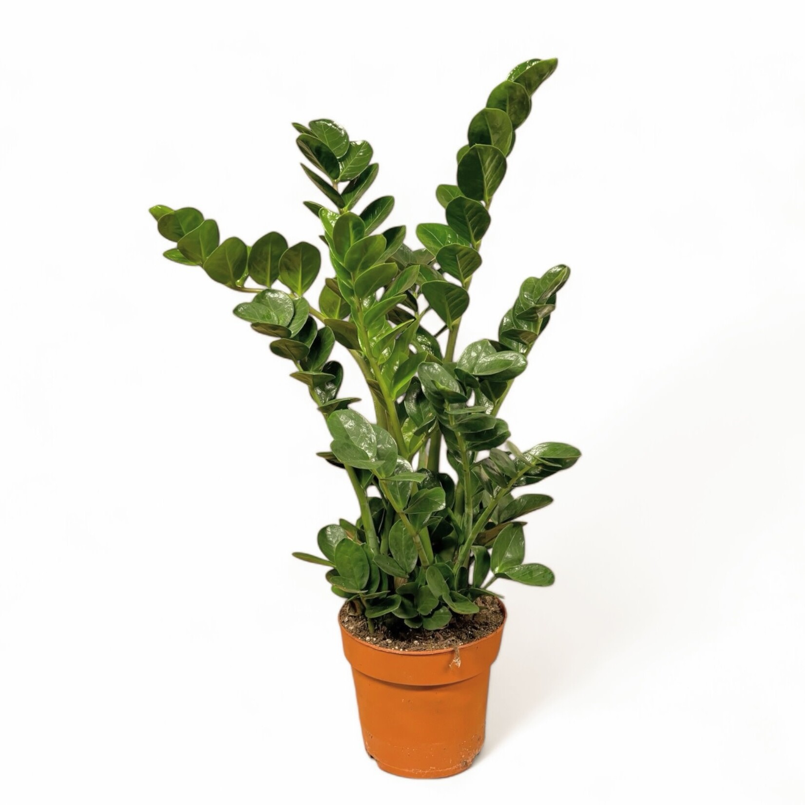 Planten Zamioculcas zamiifolia midori - Ø19