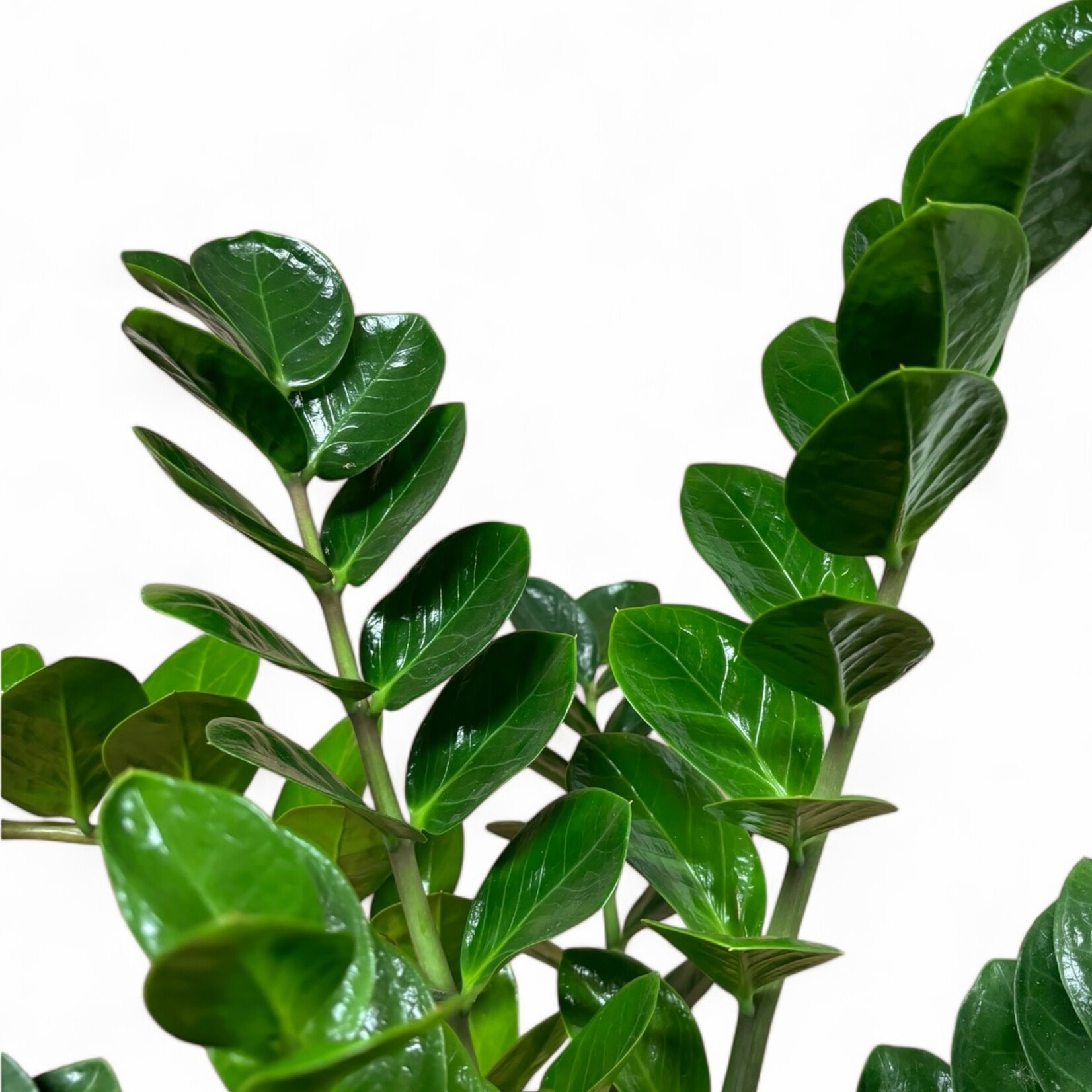 Planten Zamioculcas zamiifolia midori - Ø19