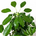 Planten Schefflera amate - Ø21