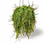 Planten Peperomia prostrata - Ø14