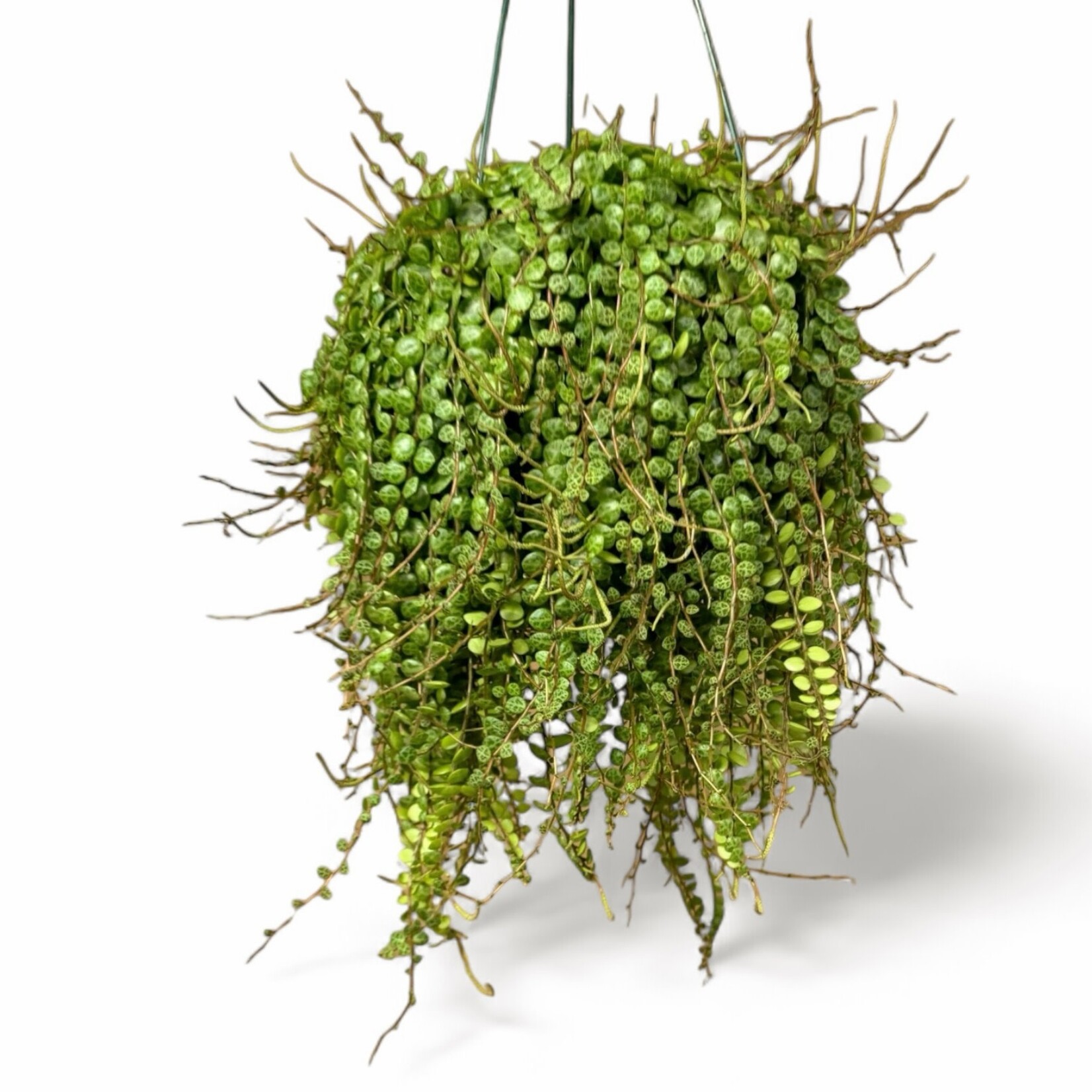 Planten Peperomia prostrata - Ø14