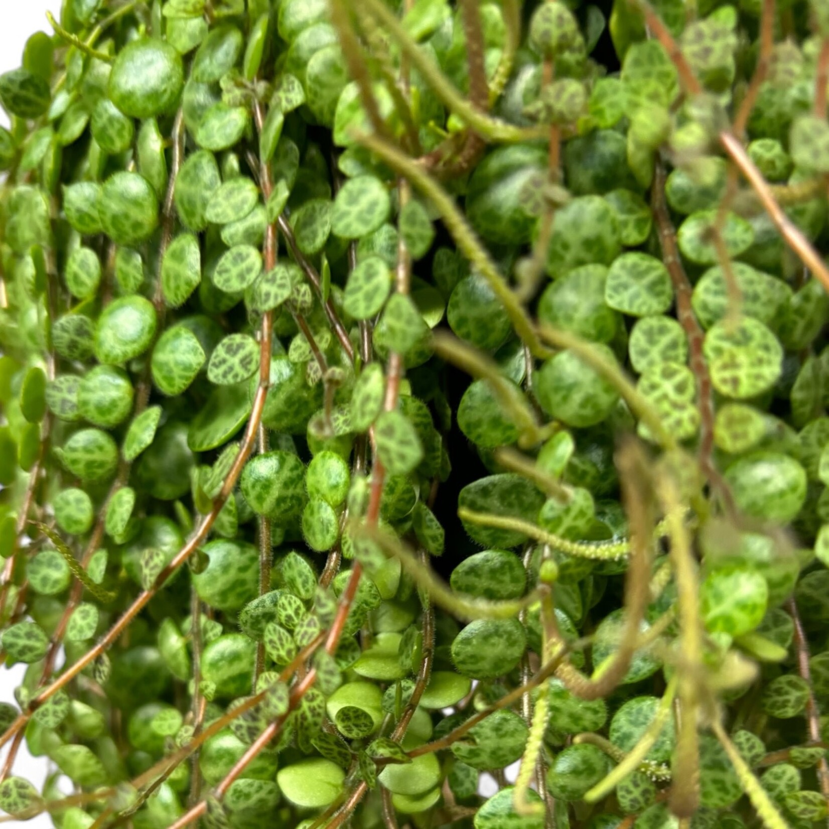 Planten Peperomia prostrata - Ø14