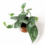 Planten Scindapsus pictus silvery ann - Ø11