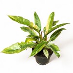 Planten Philodendron narrow ring of fire - Ø14