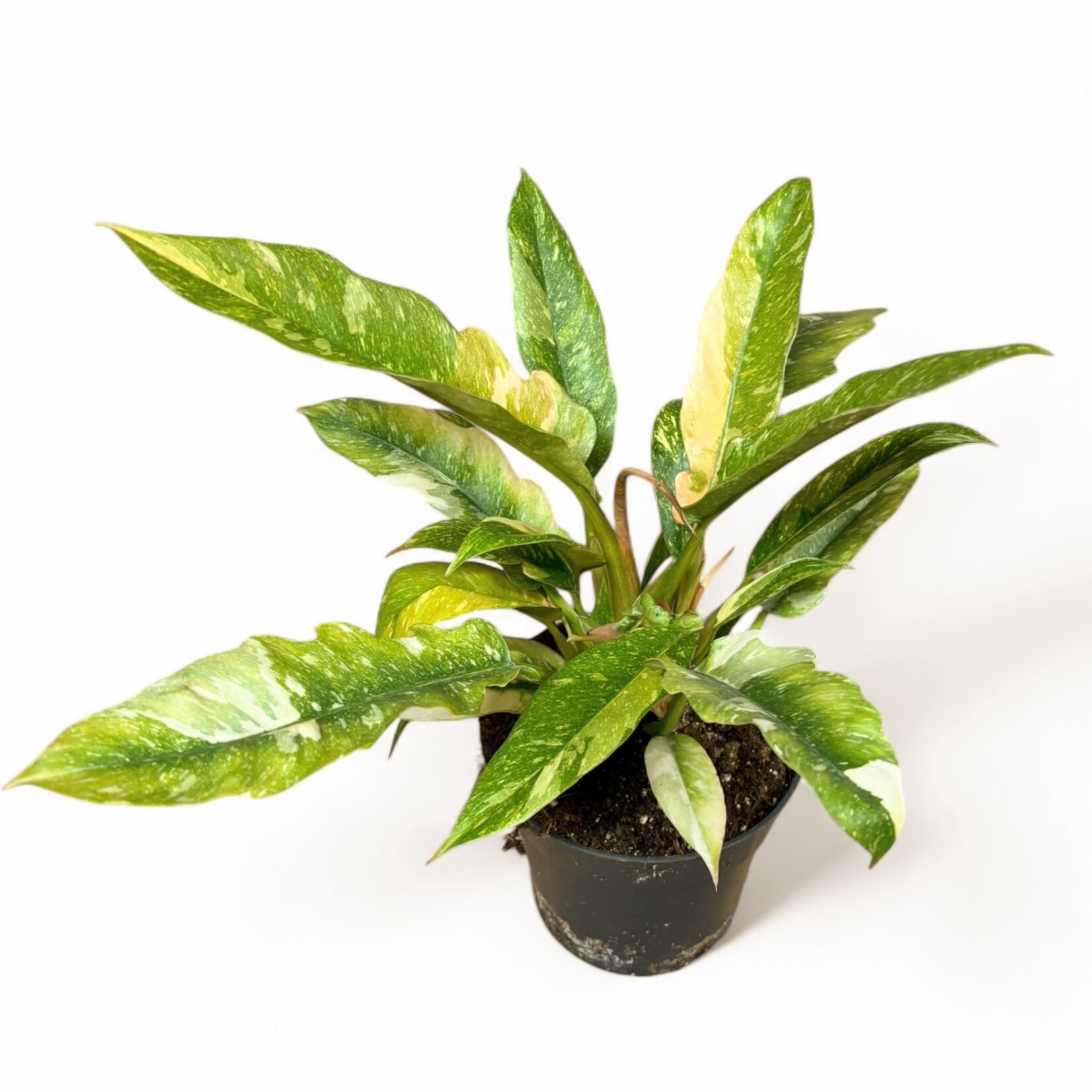 Planten Philodendron narrow ring of fire - Ø14