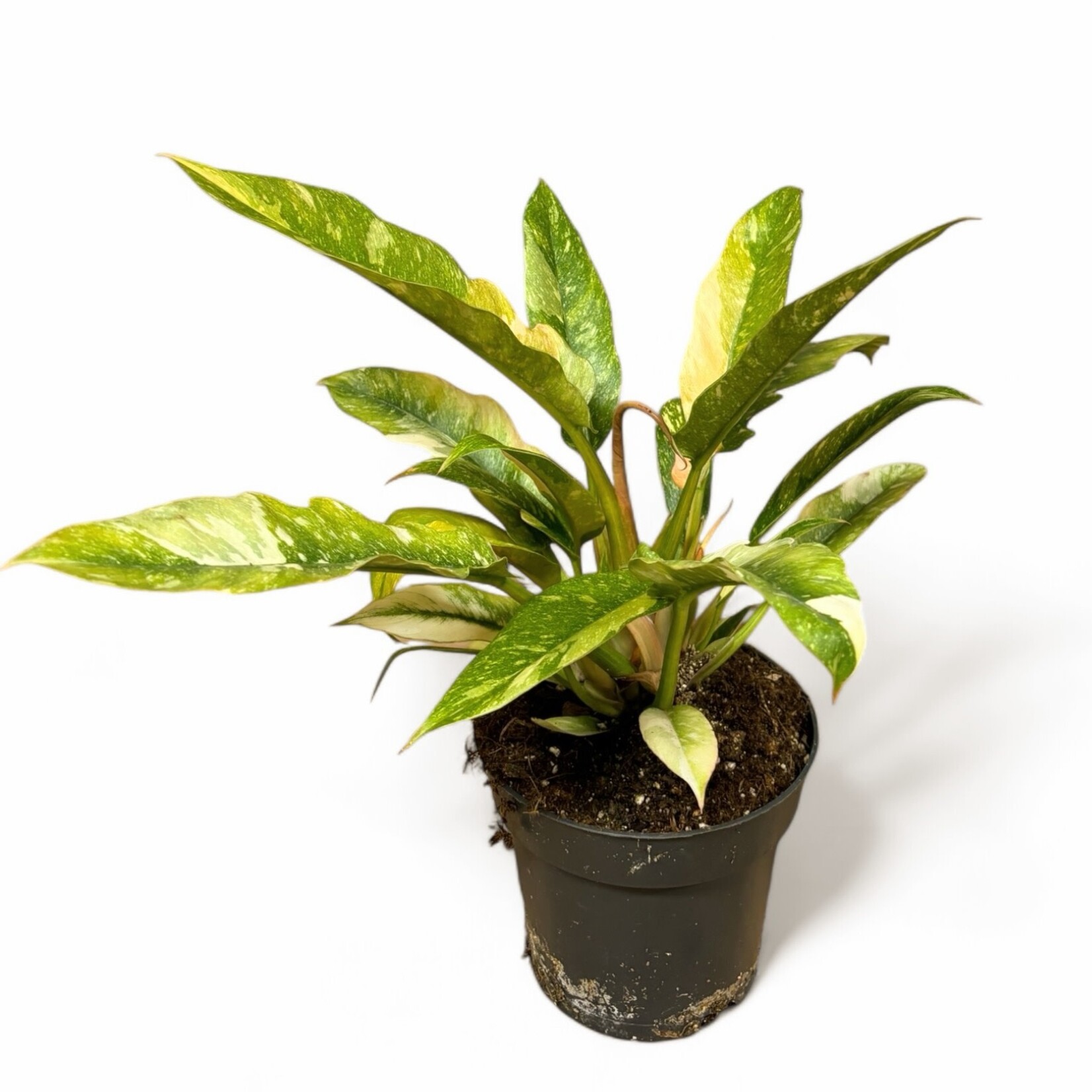 Planten Philodendron narrow ring of fire - Ø14