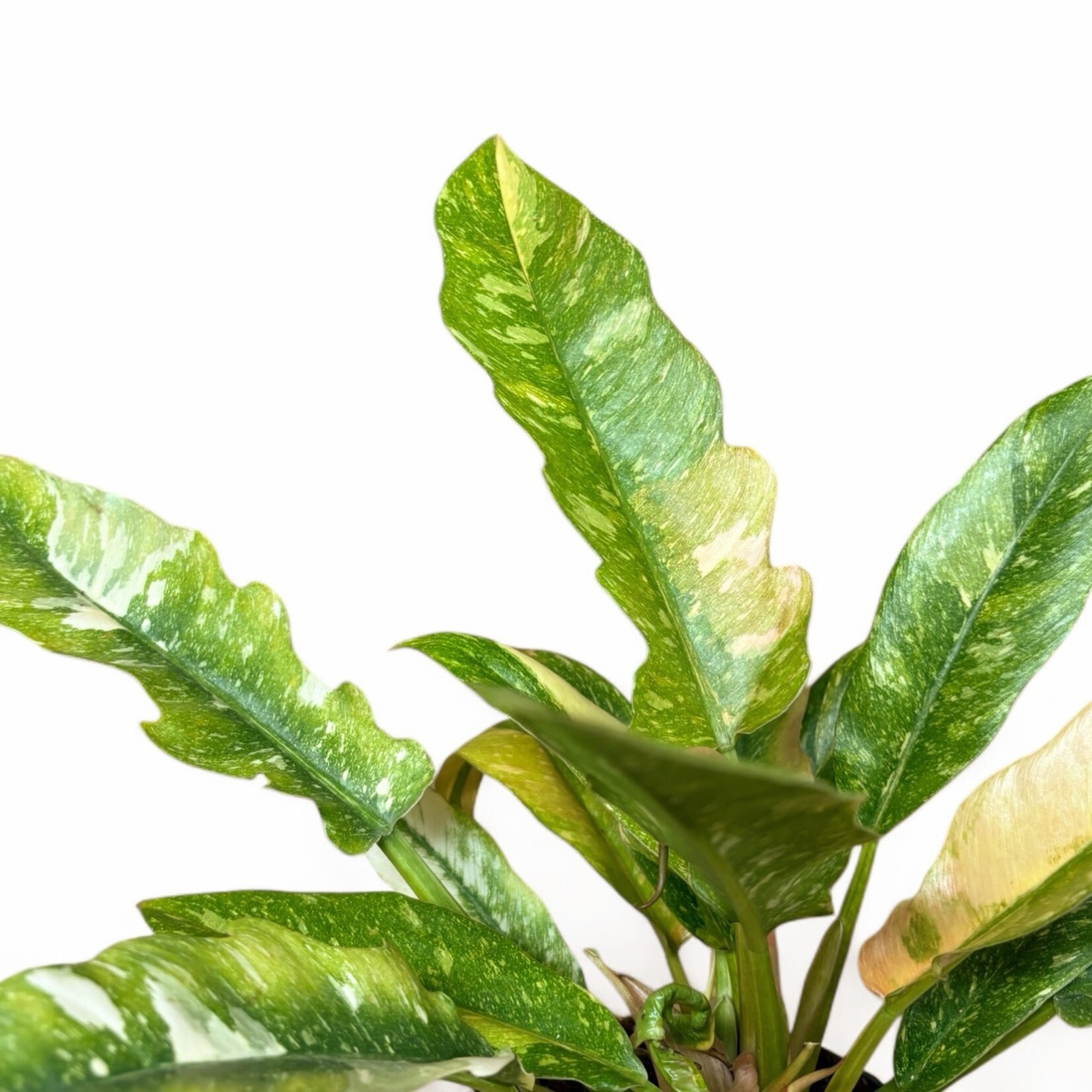 Planten Philodendron narrow ring of fire - Ø14