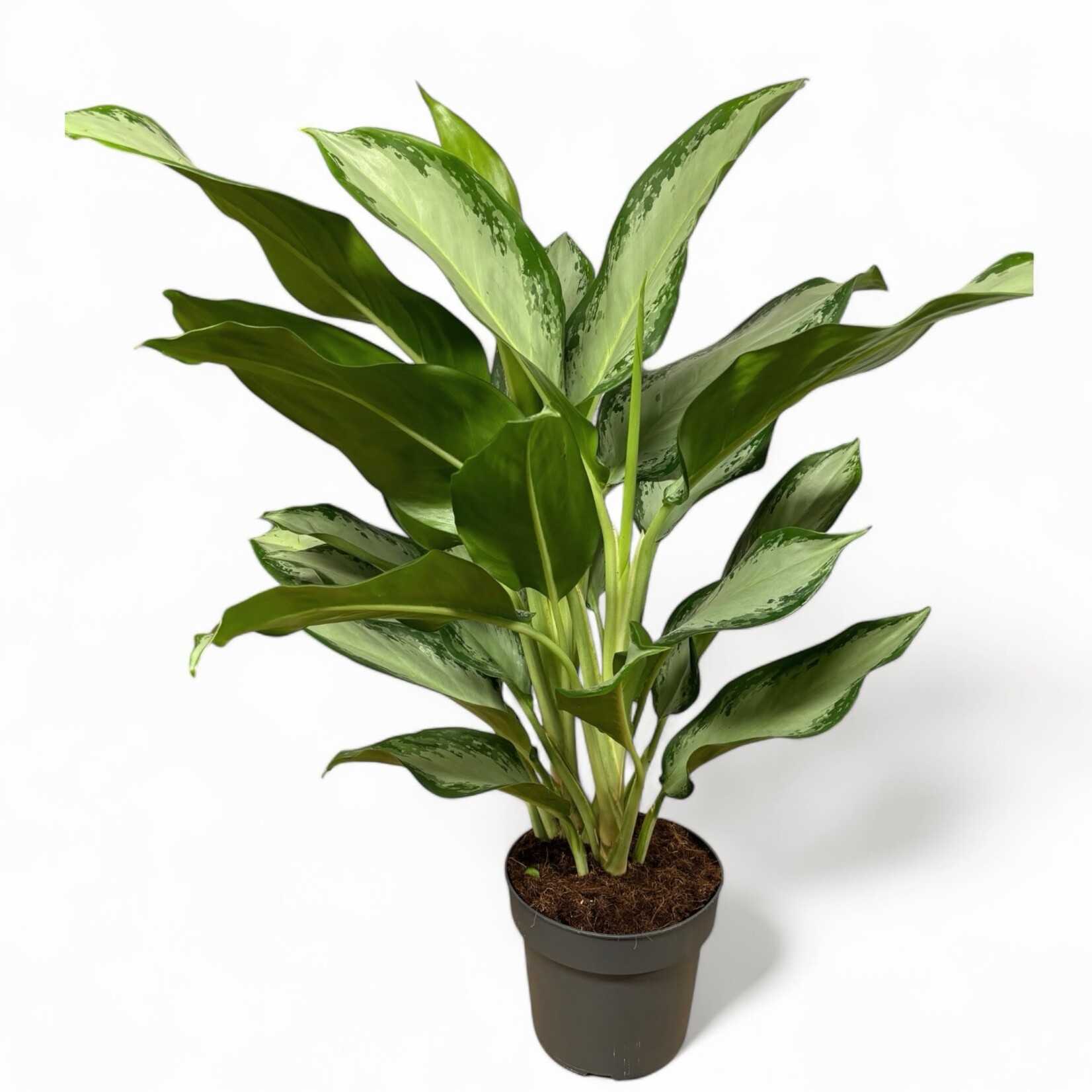 Planten Aglaonema cleopatra - Ø21