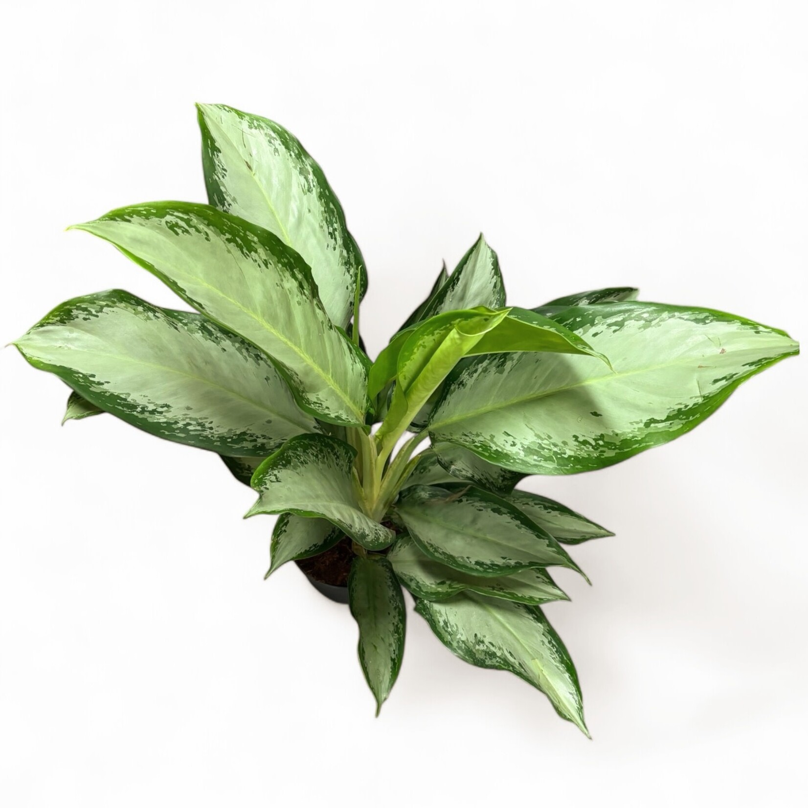 Planten Aglaonema cleopatra - Ø21