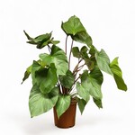 Planten Homalomena rubescens maggy - Ø24