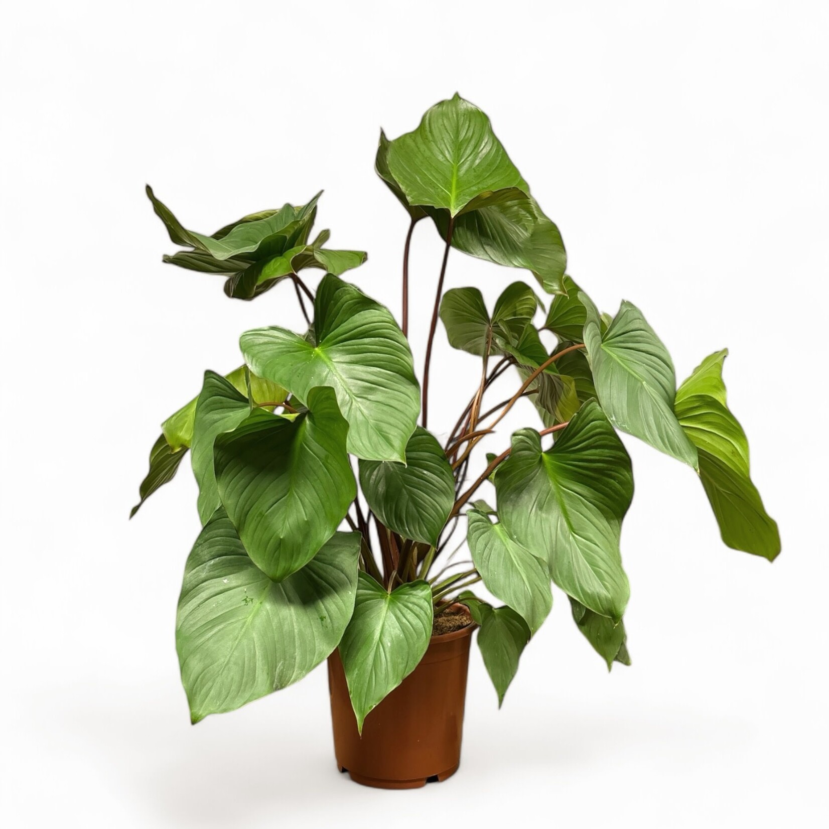 Planten Homalomena rubescens maggy - Ø24