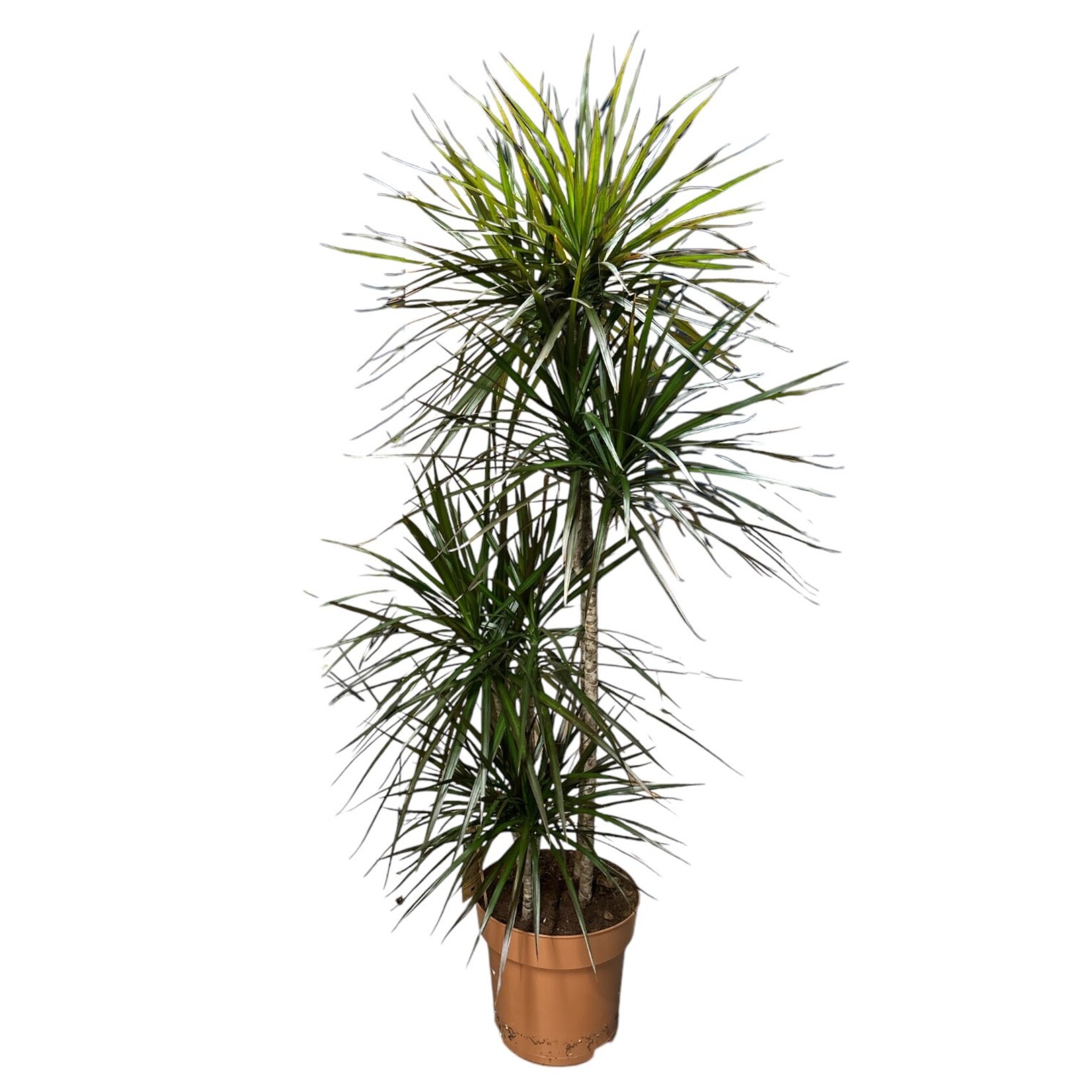 Planten Dracaena magenta - Ø27