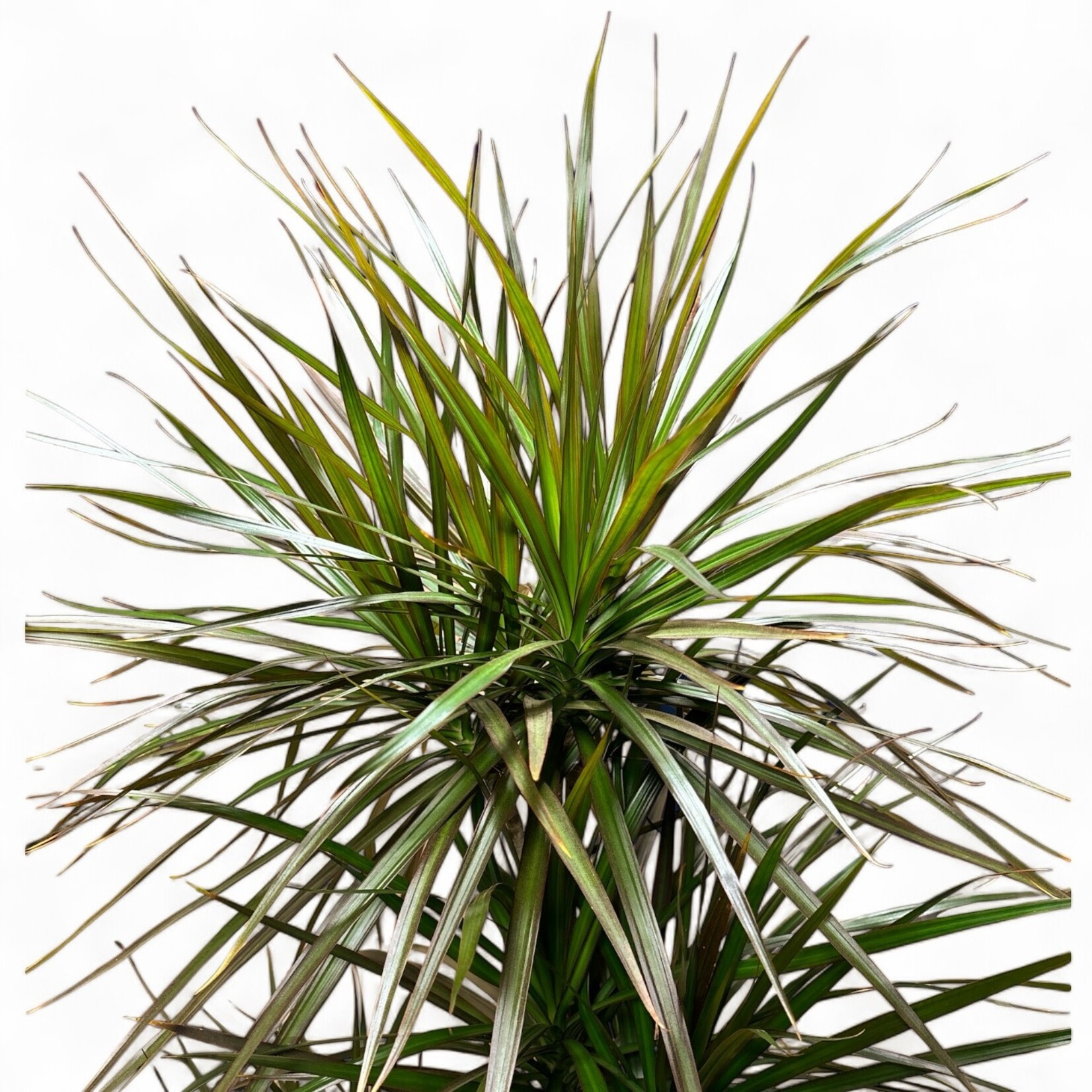 Planten Dracaena magenta - Ø27