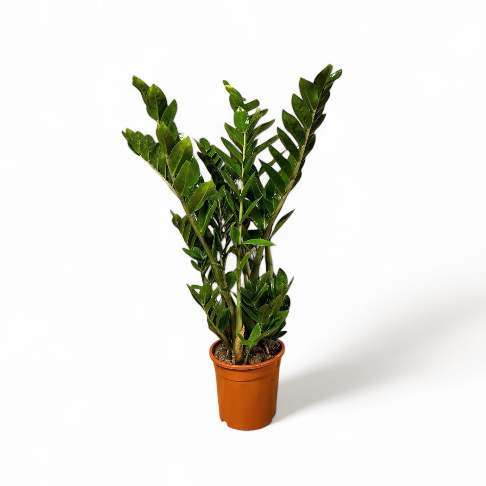 Planten Zamioculcas zamiifolia - Ø21