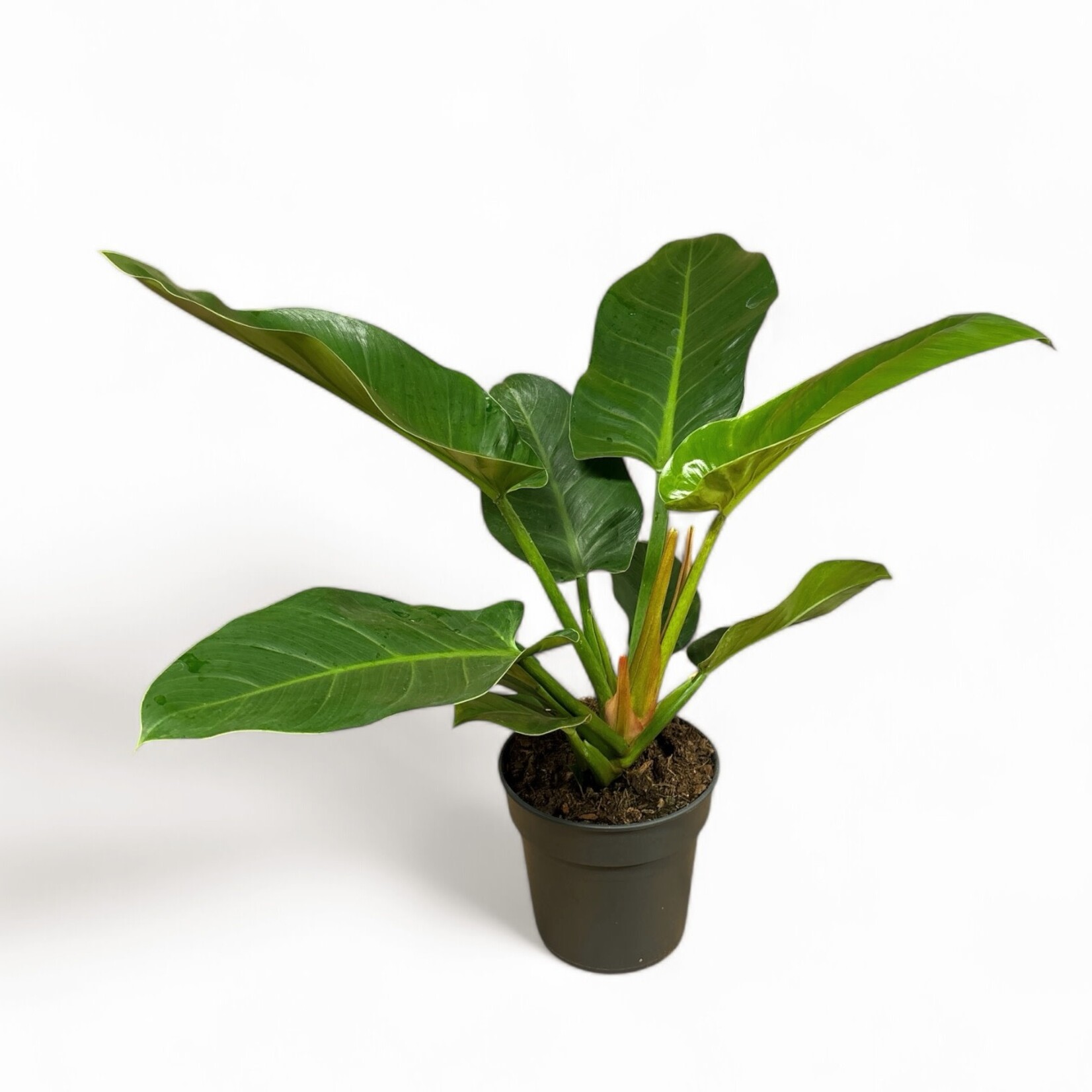 Planten Philodendron imperial green - Ø19