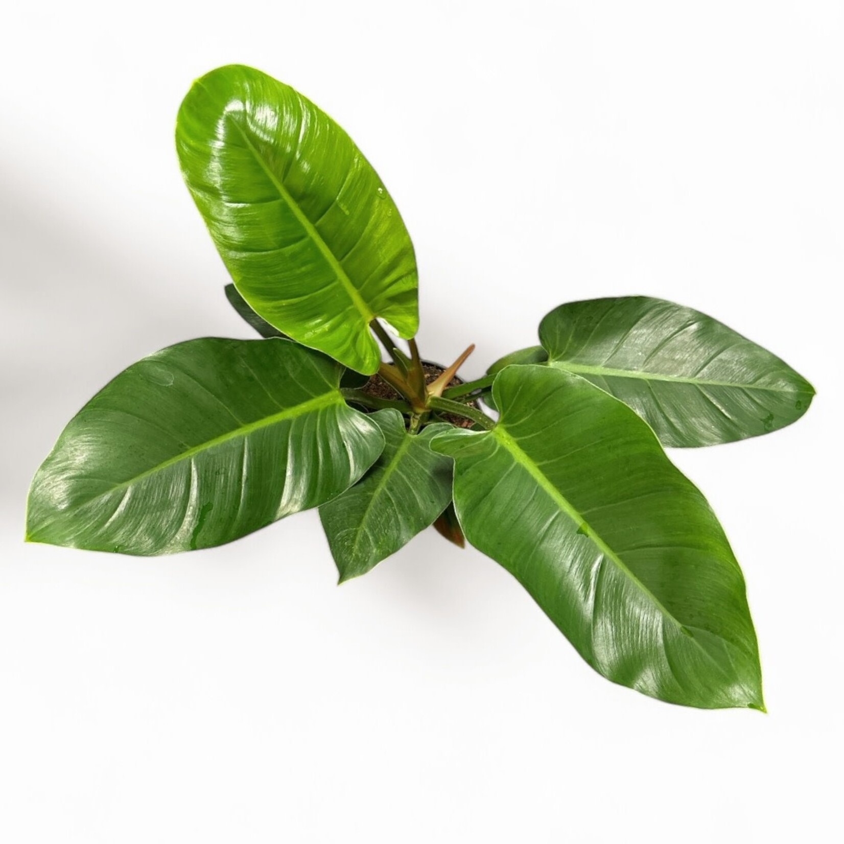 Planten Philodendron imperial green - Ø19