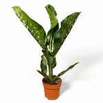 Planten Dieffenbachia caiman - Ø21
