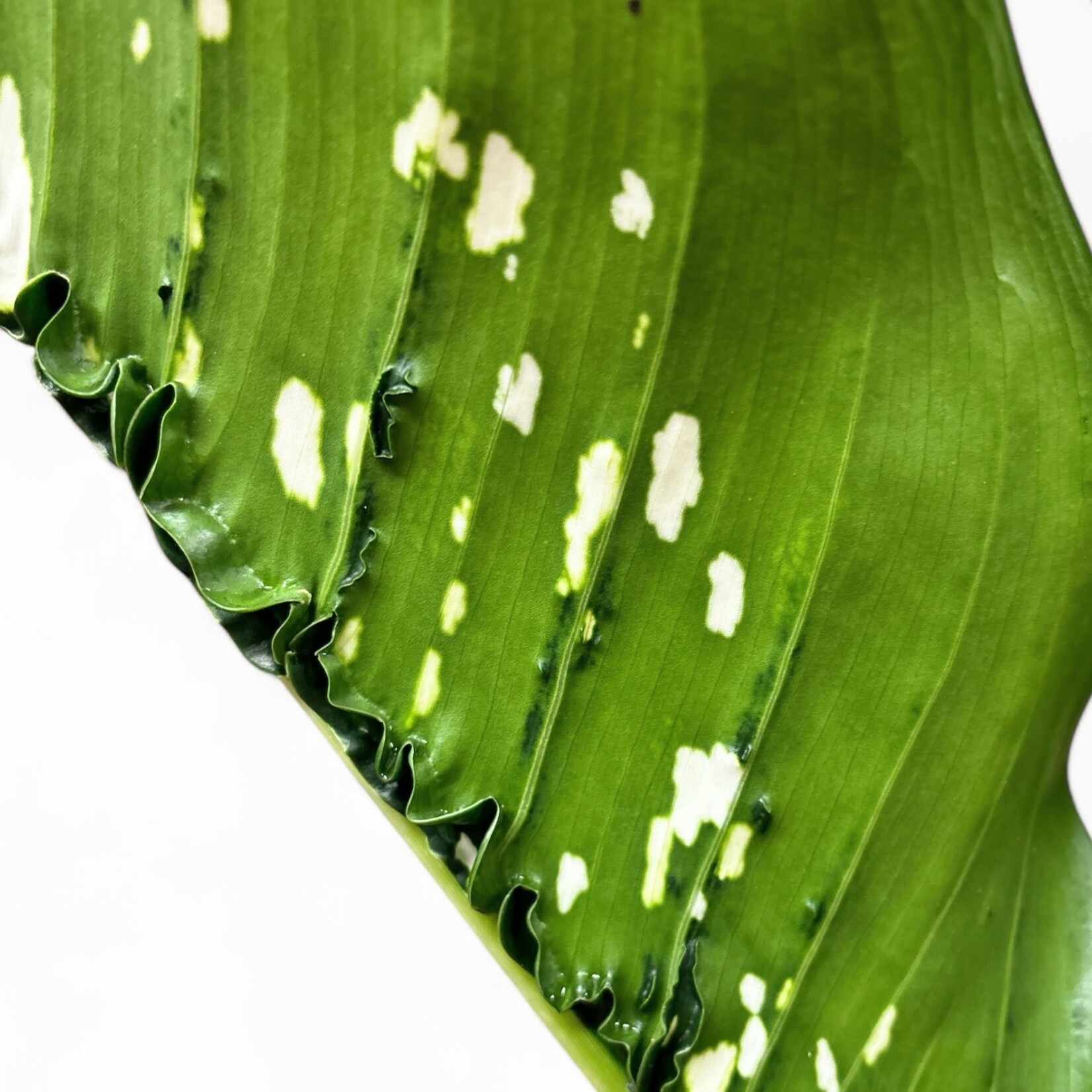 Planten Dieffenbachia caiman - Ø21