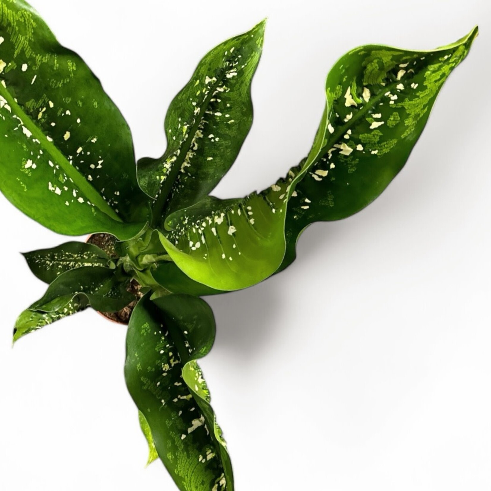 Planten Dieffenbachia caiman - Ø21