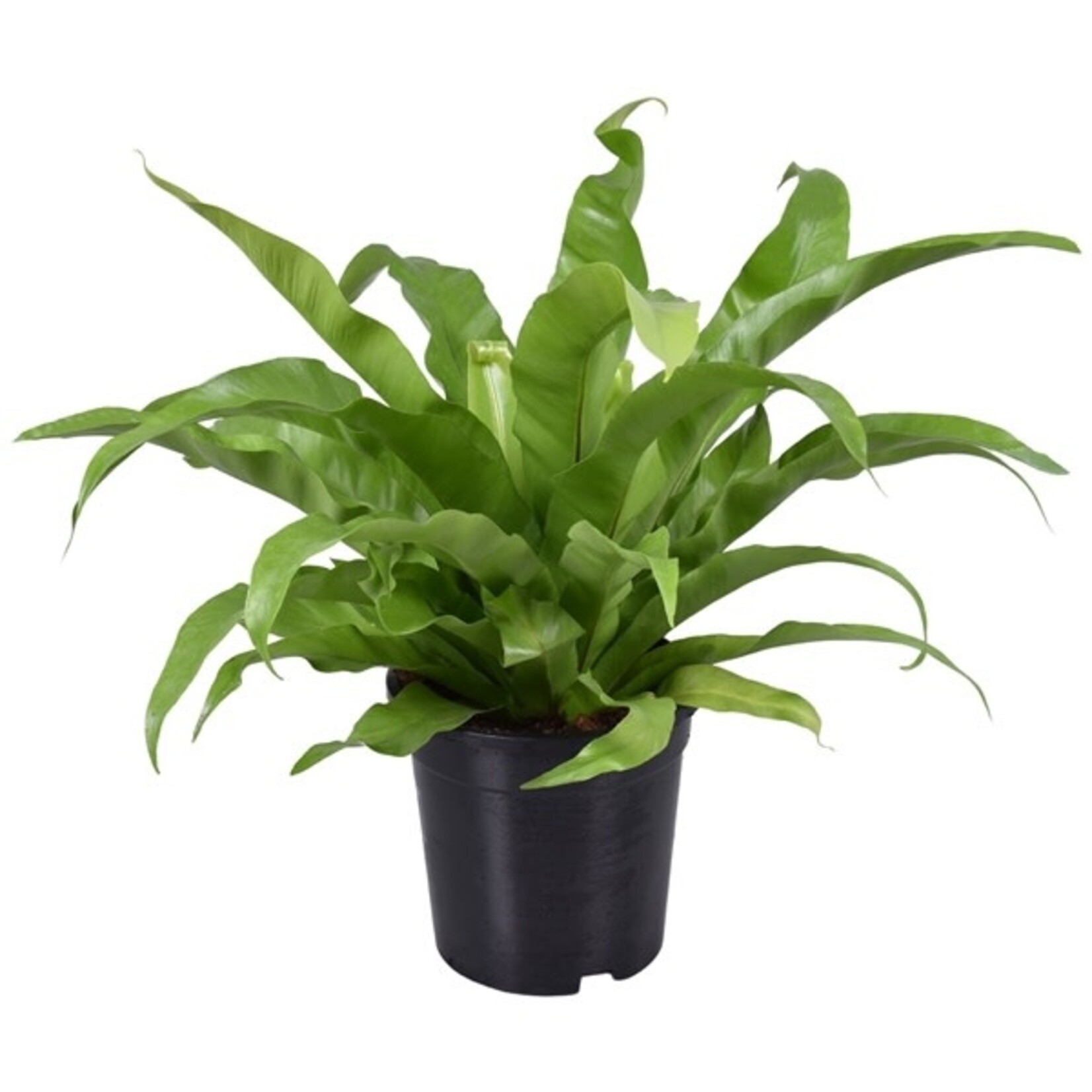 Planten Asplenium Antiquum - Ø17