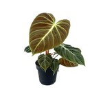 Planten Philodendron el choco red - Ø12