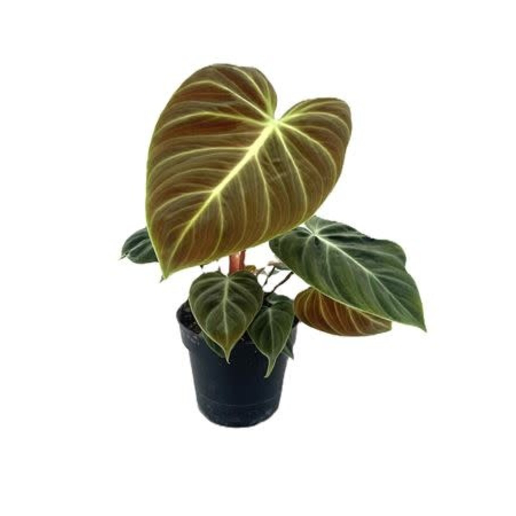 Planten Philodendron el choco red - Ø12