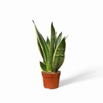 Planten Sansevieria canary - Ø09 - Hoogte 25 cm