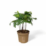 Planten Tamarindus incida - Ø13