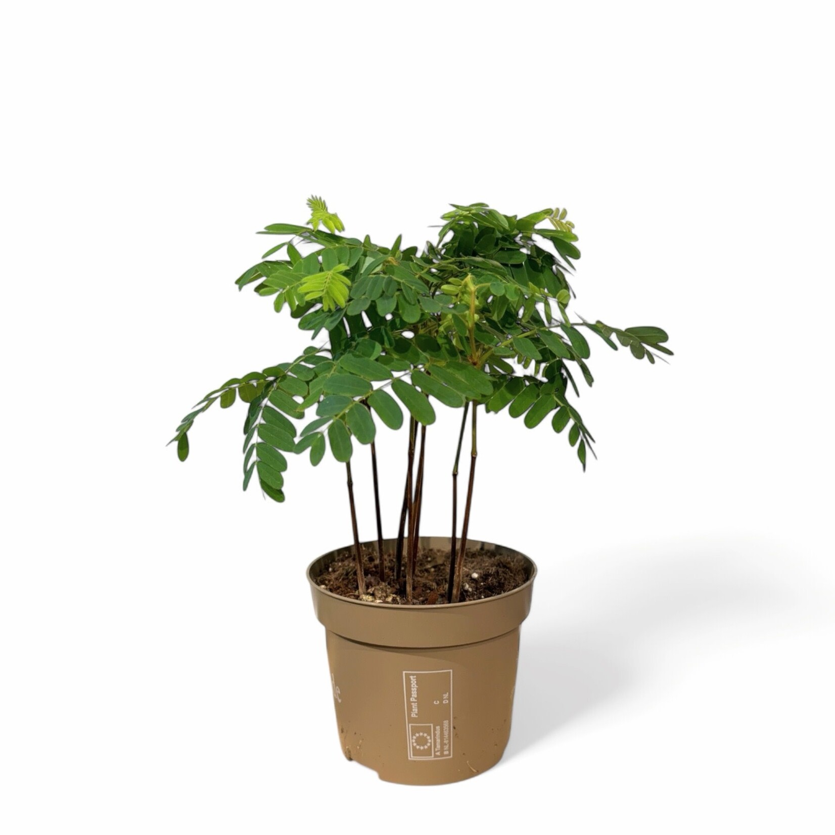 Planten Tamarindus incida - Ø10