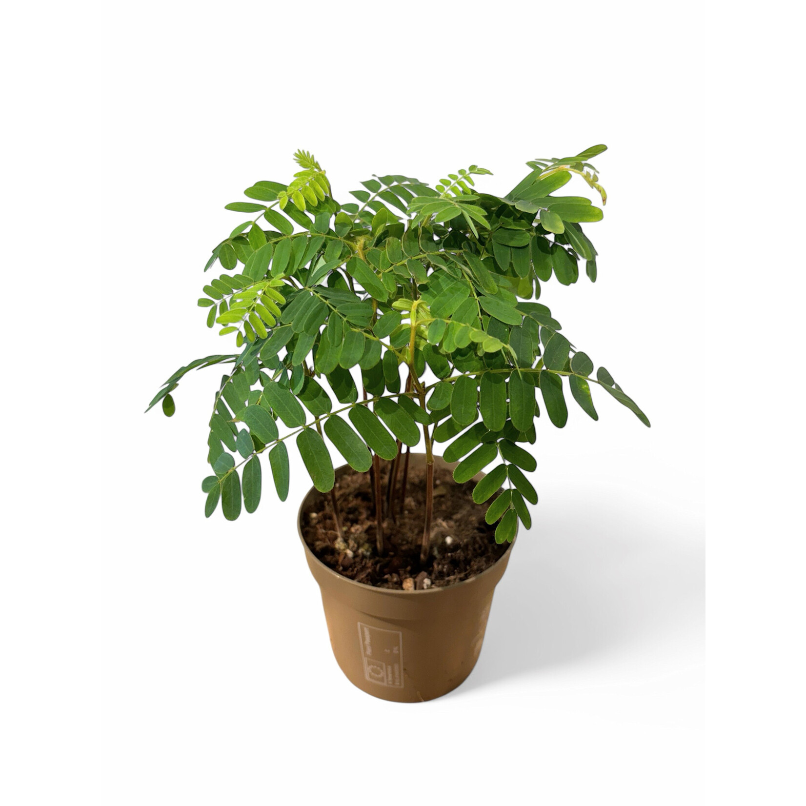 Planten Tamarindus incida - Ø12