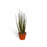 Planten Sansevieria mikado - Ø06