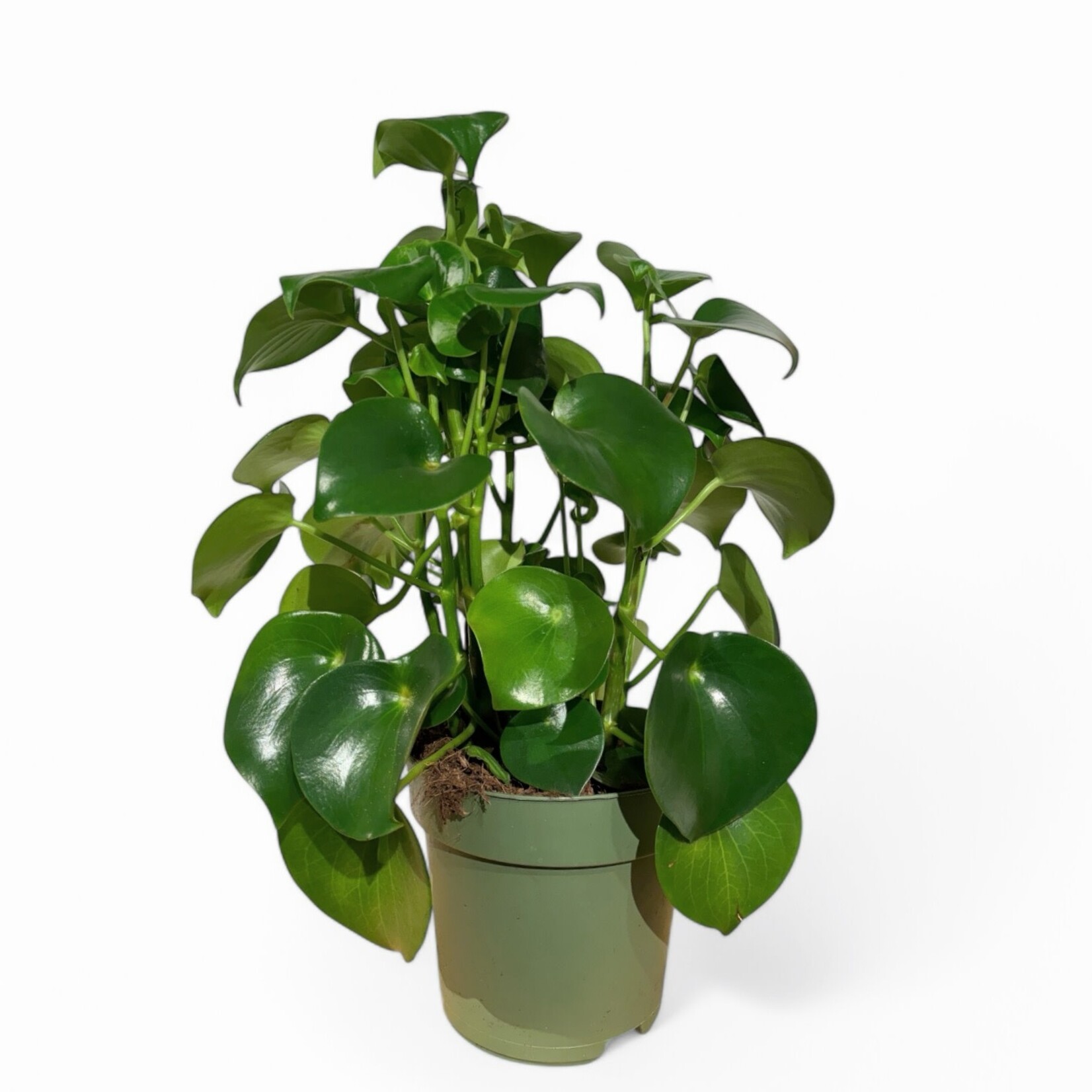 Planten Peperomia polybotrya - Ø21