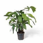 Planten Caryota mitis - Ø17