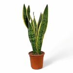 Planten Sansevieria laurentii - Ø17