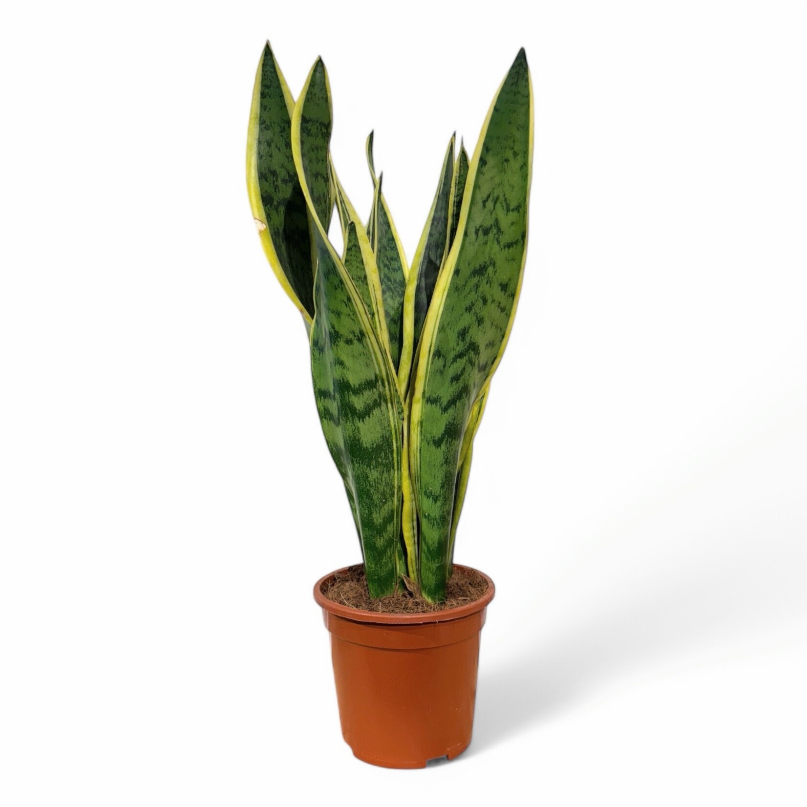 Planten Sansevieria laurentii - Ø17